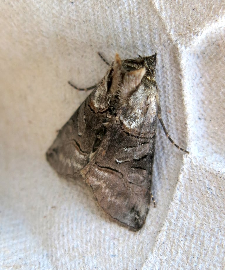 A moth with mottled grey and brown forewings and a whitish-grey mark on the thorax resembling a pair of spectacles, resting with wings folded flat
