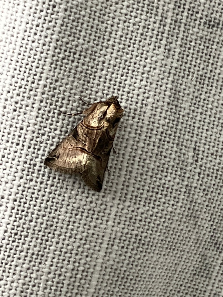 A moth with mottled grey and brown forewings and a whitish-grey mark on the thorax resembling a pair of spectacles, resting with wings folded flat