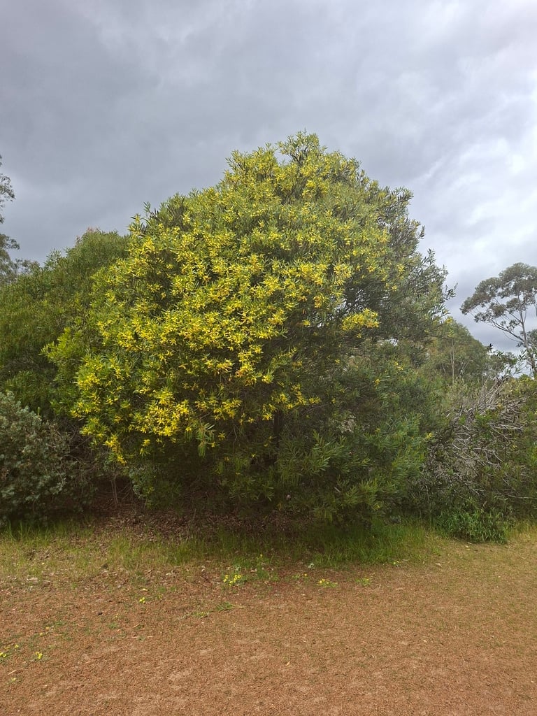 A Sydney golden wattle shrub with narrow grey-green phyllodes and spikes of golden yellow flowers