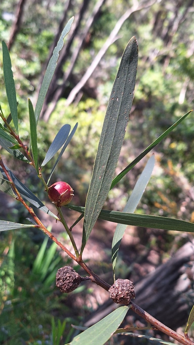 A Sydney golden wattle shrub with narrow grey-green phyllodes and spikes of golden yellow flowers