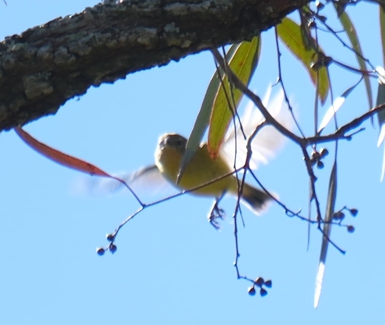 A tiny yellow-breasted thornbill with an olive-green back, dark eyes ringed in cream, and black legs and bill, perched among foliage.