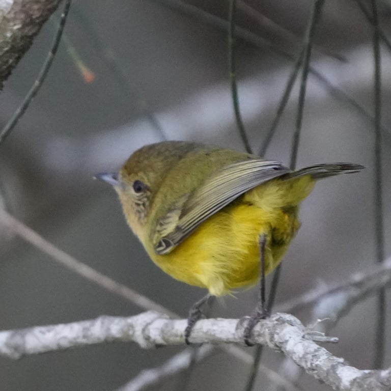 A tiny yellow-breasted thornbill with an olive-green back, dark eyes ringed in cream, and black legs and bill, perched among foliage.