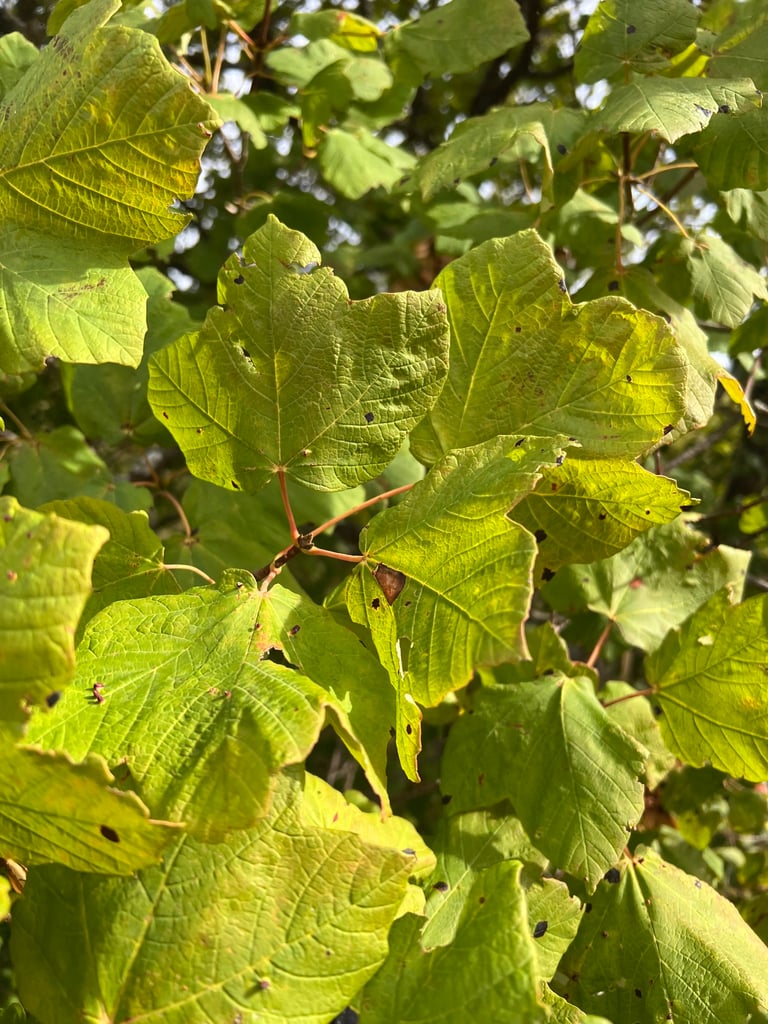A medium-sized deciduous maple tree with glossy, lobed green leaves, pinkish-grey flaking bark, and small yellow flowers opening before the leaves.