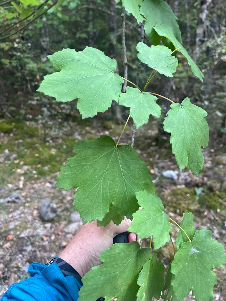 A medium-sized deciduous maple tree with glossy, lobed green leaves, pinkish-grey flaking bark, and small yellow flowers opening before the leaves.