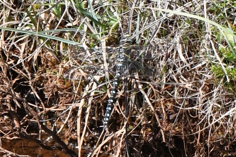 A large hawker dragonfly with a blue-and-black patterned abdomen and long transparent wings perched on vegetation