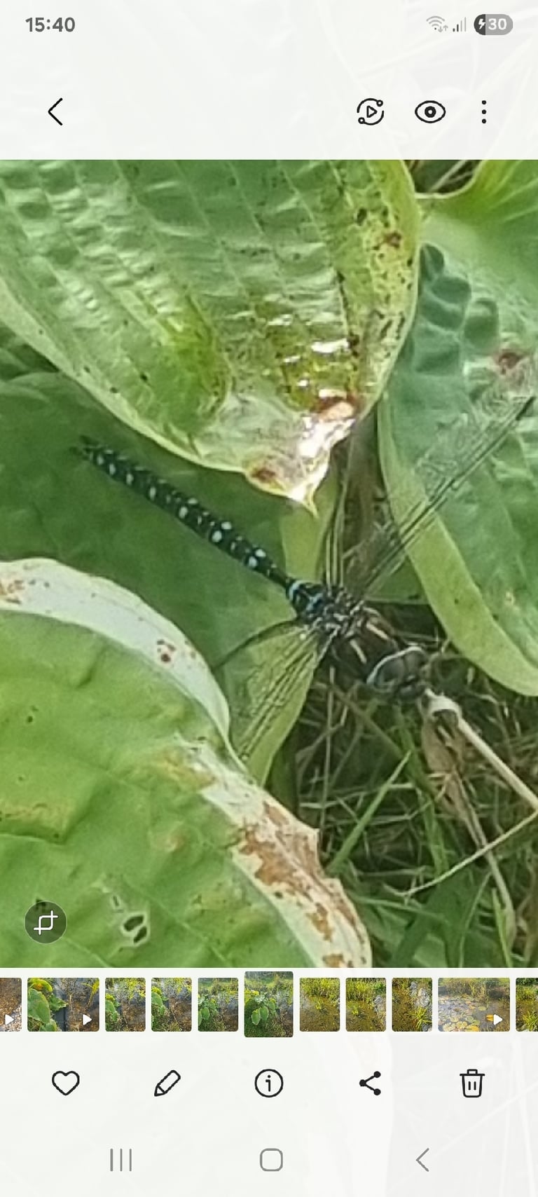 A large hawker dragonfly with a blue-and-black patterned abdomen and long transparent wings perched on vegetation