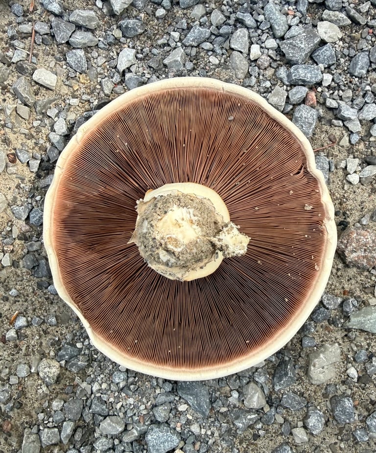 A stout white mushroom with a smooth, dirt-flecked convex cap, pale pink gills darkening with age, and a thick stem bearing two distinct rings, growing through cracked pavement.