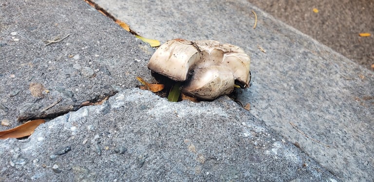 A stout white mushroom with a smooth, dirt-flecked convex cap, pale pink gills darkening with age, and a thick stem bearing two distinct rings, growing through cracked pavement.