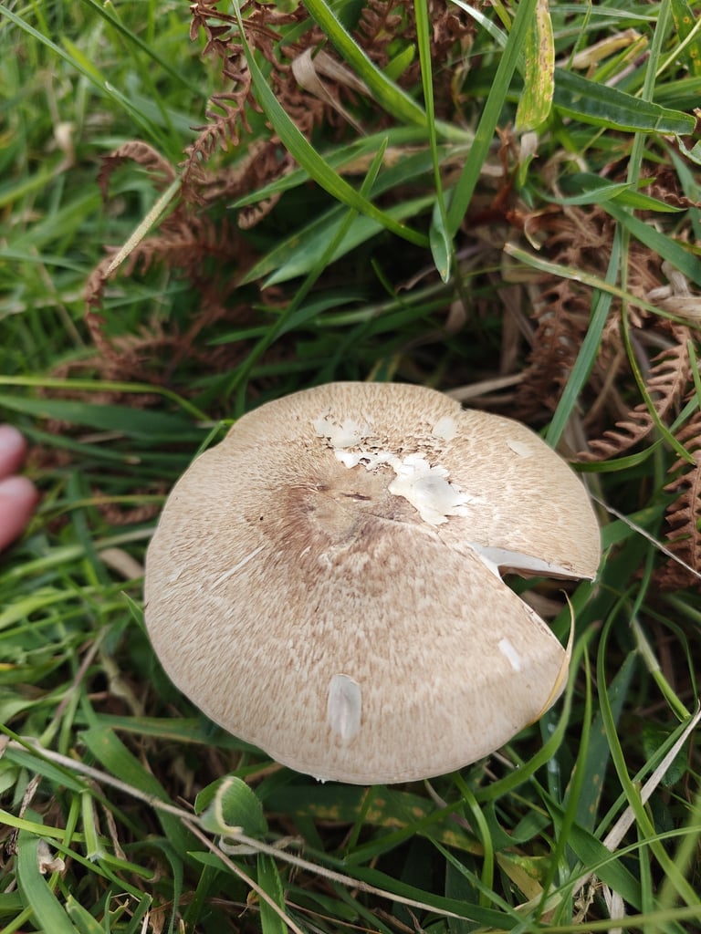 A white, hemispherical to flat-capped mushroom with pink to dark brown gills and a short white stem, growing in grass.