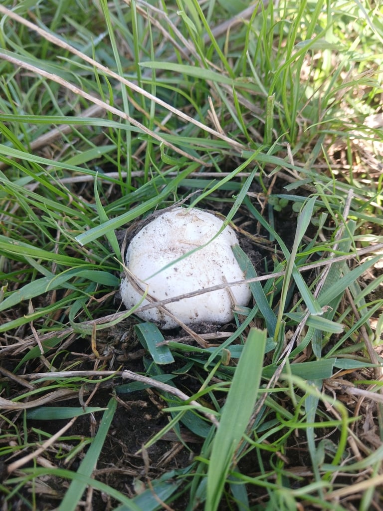 A white, hemispherical to flat-capped mushroom with pink to dark brown gills and a short white stem, growing in grass.