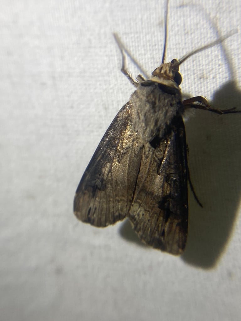 A brown, medium-sized moth with reddish-tinged forewings marked by a black Y-shaped mark, resting with wings folded flat