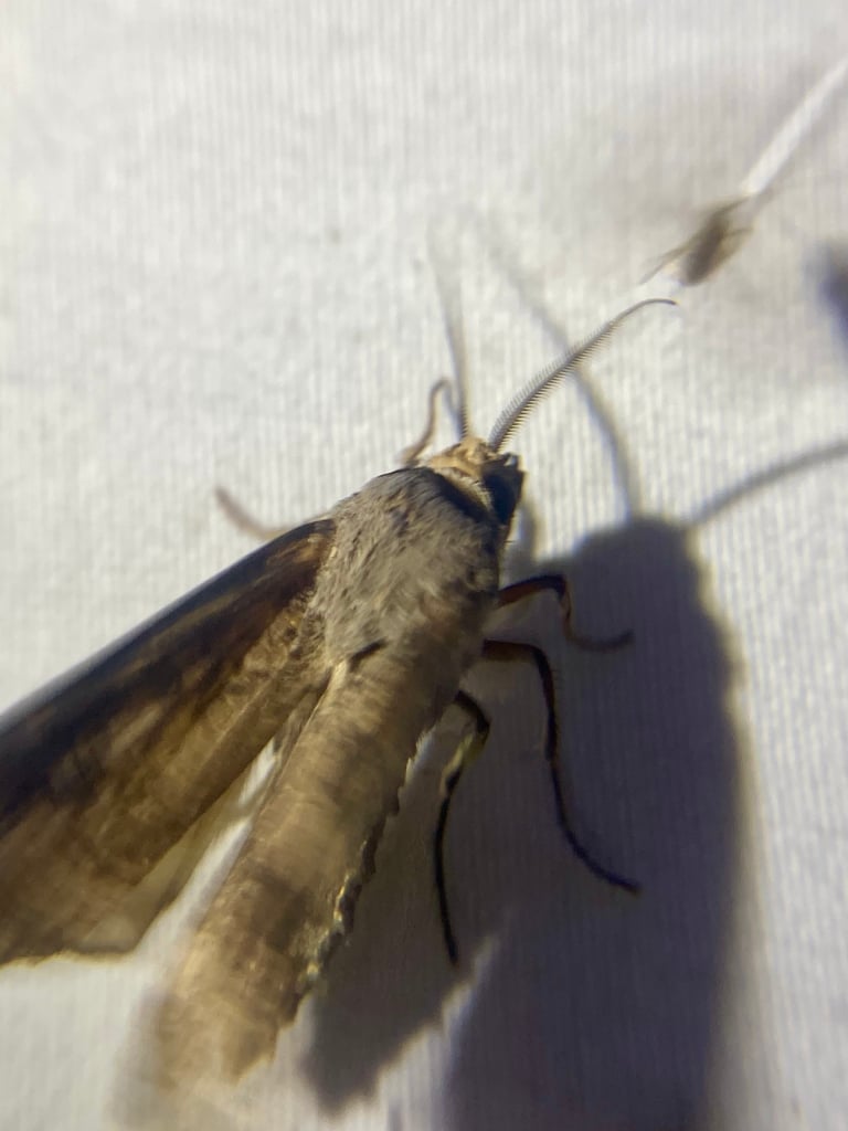 A brown, medium-sized moth with reddish-tinged forewings marked by a black Y-shaped mark, resting with wings folded flat