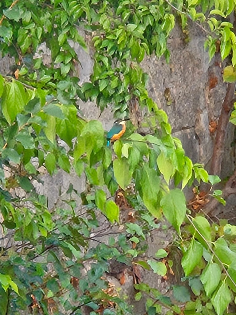 Guarda-rios-comum adulto, com dorso azul-elétrico, partes inferiores cor de ferrugem e bico longo, pousado num ramo sobre a água