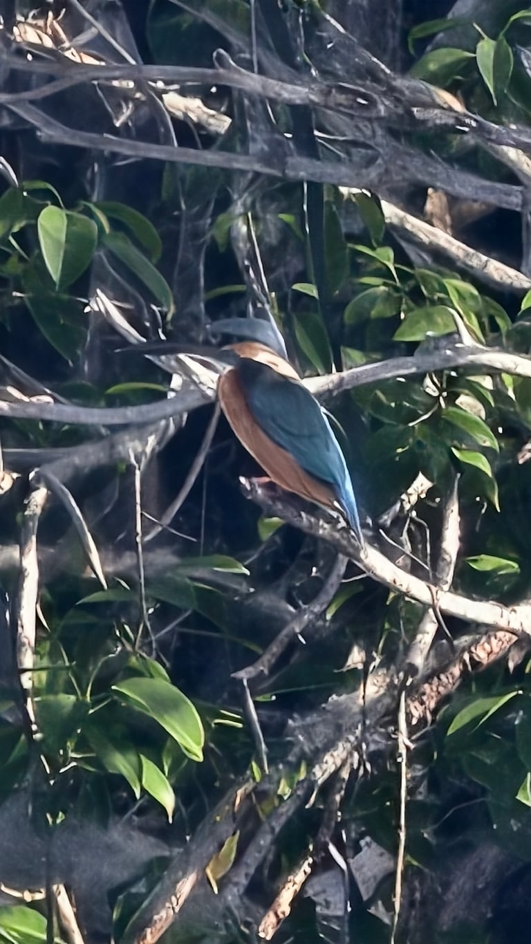 Guarda-rios-comum adulto, com dorso azul-elétrico, partes inferiores cor de ferrugem e bico longo, pousado num ramo sobre a água