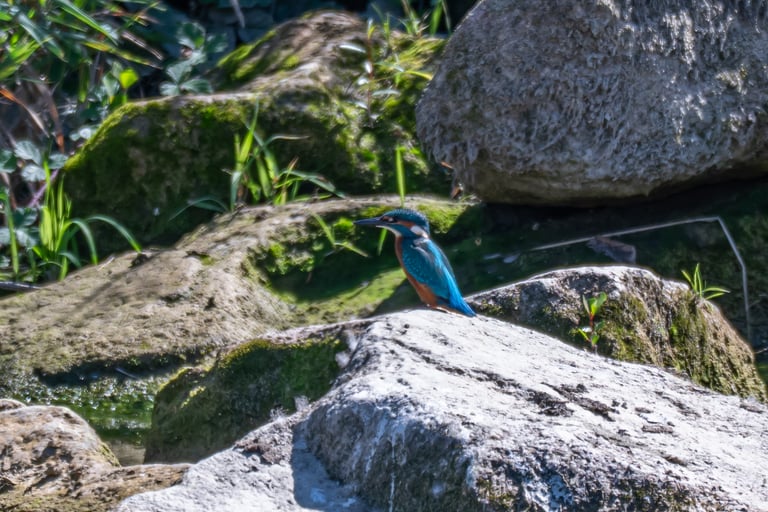 An adult common kingfisher perched on a branch above water, showing iridescent blue-green upperparts, a rufous ear patch, an orange belly, a long black bill, and bright red legs.
