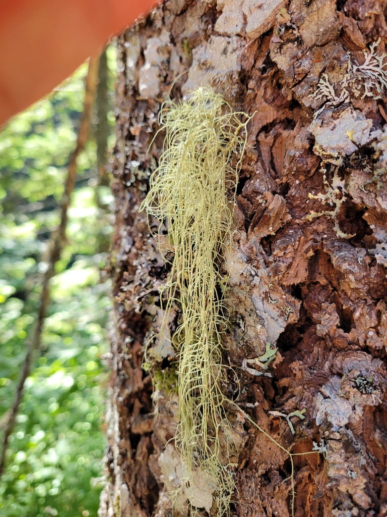 Lumut kerak semak berwarna hijau keabu-abuan hingga hijau kekuningan yang menjuntai seperti untaian rambut dari dahan pohon konifer.