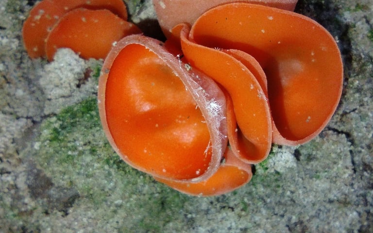 Corpo fruttifero arancione a forma di coppa poggiato su terreno nudo, con superficie interna liscia e brillante e superficie esterna leggermente vellutata.