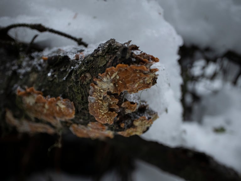 A crust-like fungal growth spreading flat across the bark of a dead conifer trunk