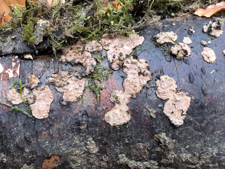 A crust-like fungal growth spreading flat across the bark of a dead conifer trunk