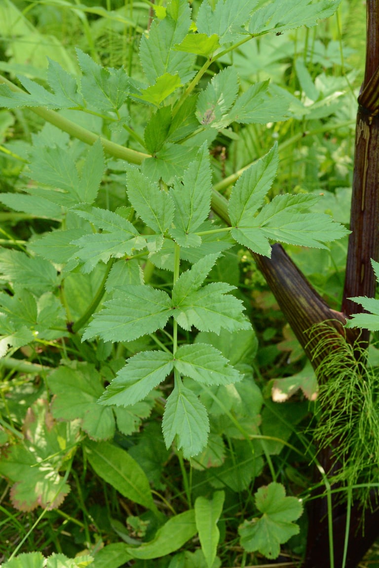 A tall garden angelica plant with large globular umbels of small yellowish flowers