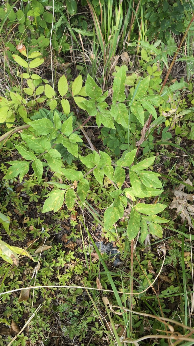 A tall garden angelica plant with large globular umbels of small yellowish flowers
