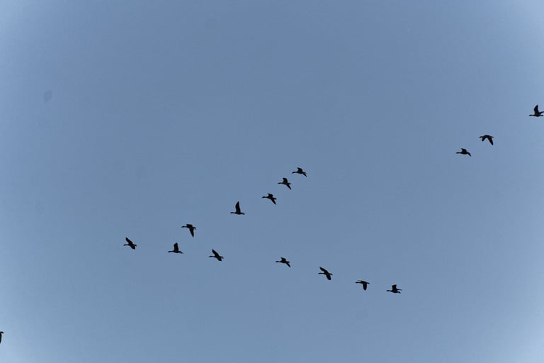 A greyish-brown goose with a white patch around its pink bill, orange legs, and dark blotchy barring across its breast