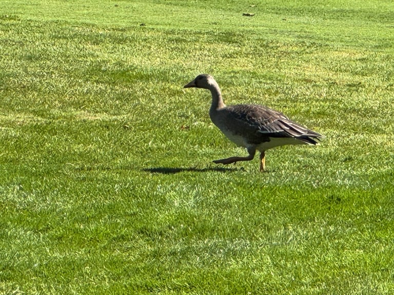 A greyish-brown goose with a white patch around its pink bill, orange legs, and dark blotchy barring across its breast