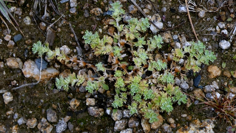 A small, sprawling pale green annual herb with tiny lobed leaves and inconspicuous petal-less flowers clustered at the leaf bases, growing low across bare or sparse acid soil.