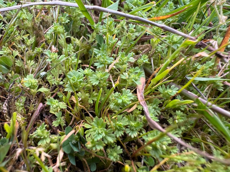 A small, sprawling pale green annual herb with tiny lobed leaves and inconspicuous petal-less flowers clustered at the leaf bases, growing low across bare or sparse acid soil.