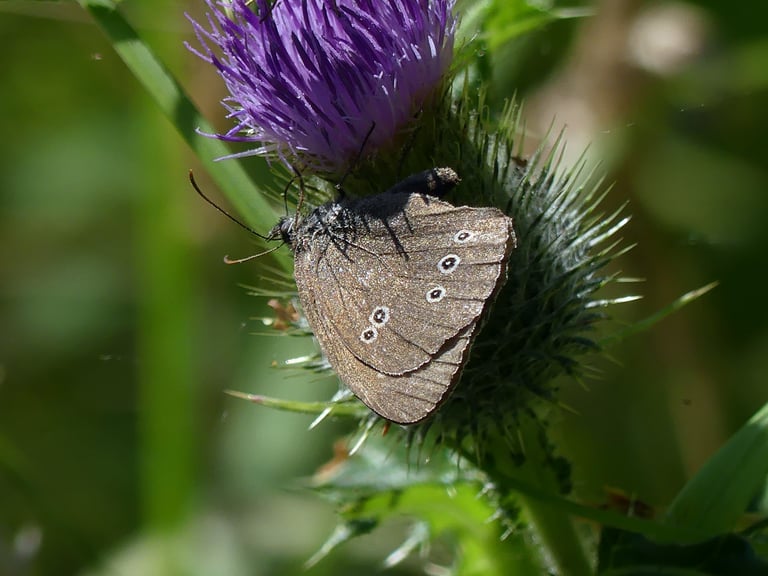 A medium-sized brown butterfly with small yellow-rimmed eyespots on its wings, resting with wings closed