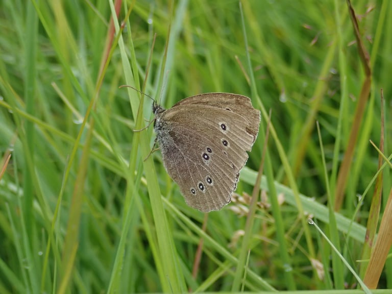 A medium-sized brown butterfly with small yellow-rimmed eyespots on its wings, resting with wings closed