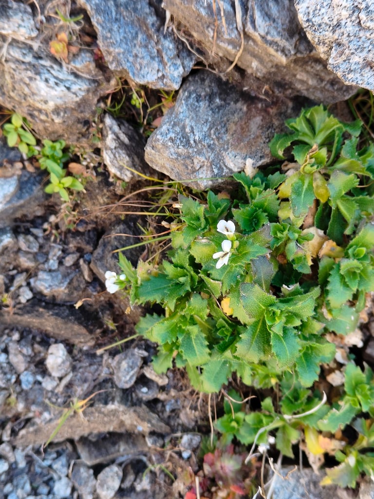 흰색 네 장 꽃잎의 꽃이 성기게 모여 피어 있는 *Arabis alpina*의 꽃차례