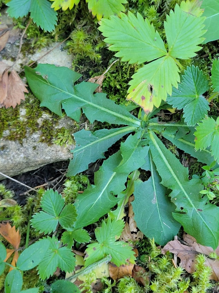 흰색 네 장 꽃잎의 꽃이 성기게 모여 피어 있는 *Arabis alpina*의 꽃차례