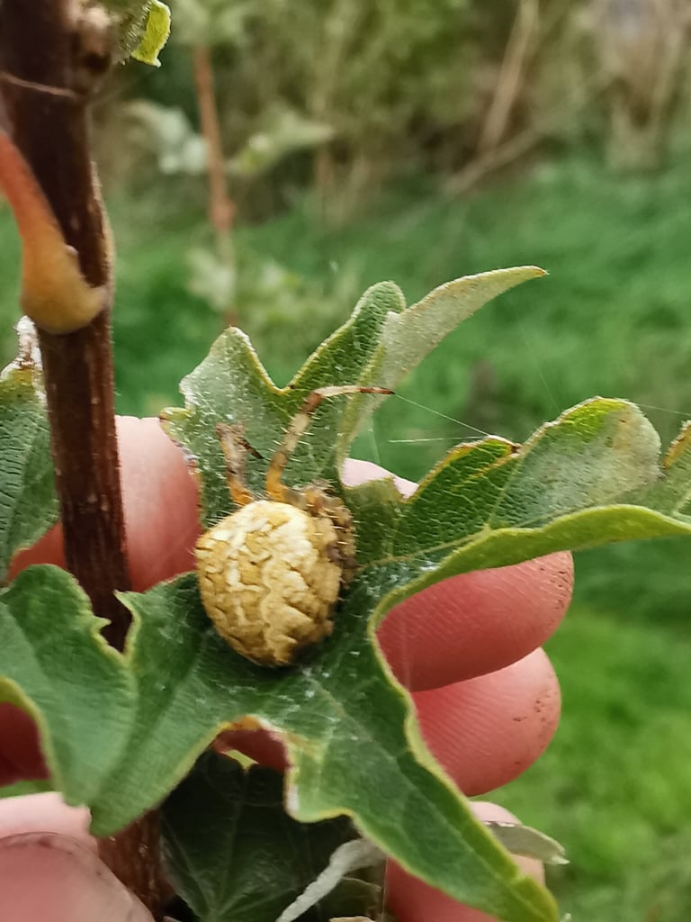 A European garden spider with a round, pale abdomen marked with a cross-shaped pattern of spots, sitting at the center of its orb web