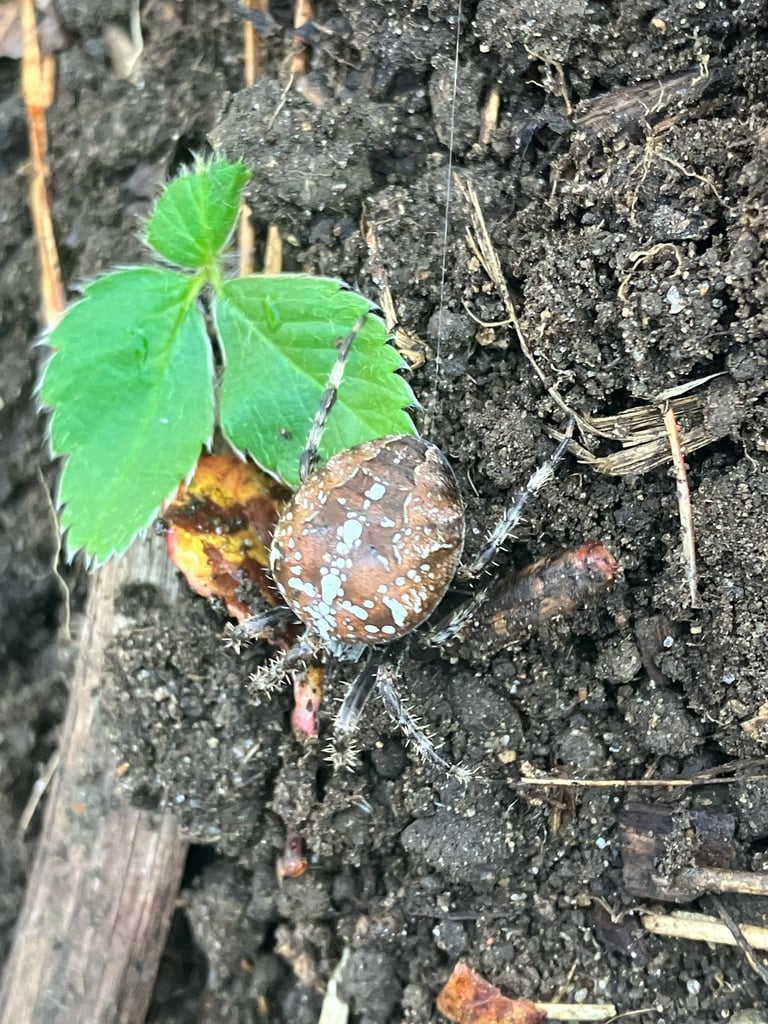 A European garden spider with a round, pale abdomen marked with a cross-shaped pattern of spots, sitting at the center of its orb web