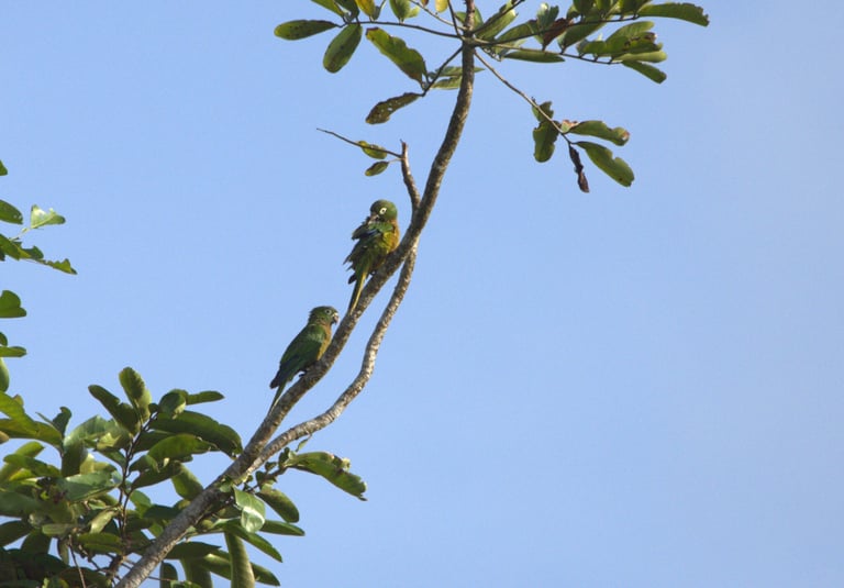 A small green parakeet with olive-brown throat and breast, yellowish ear coverts, white skin around the eye, and a mostly green tail with a yellowish underside