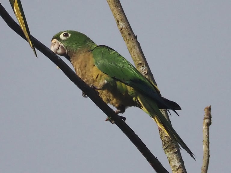 A small green parakeet with olive-brown throat and breast, yellowish ear coverts, white skin around the eye, and a mostly green tail with a yellowish underside