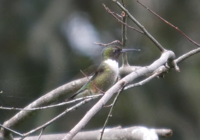Un colibrì gola di rubino maschio adulto, con dorso verde metallico, ventre bianco-grigiastro, coda forcuta nerastra e gola rossa iridescente, in volo stazionario davanti a un fiore rosso