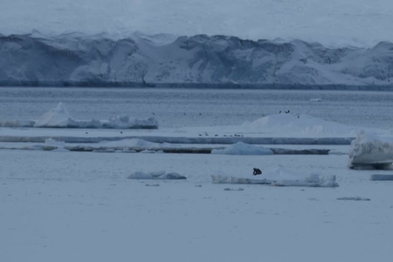 A dark brown fur seal with a pointed muzzle, long whiskers, and prominent external ears resting on rocky ground
