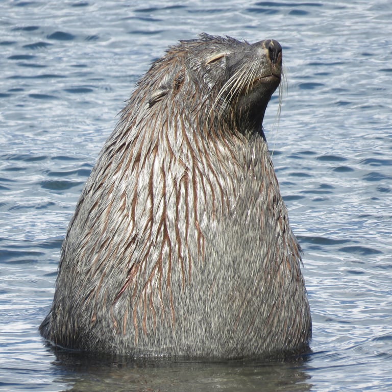 A dark brown fur seal with a pointed muzzle, long whiskers, and prominent external ears resting on rocky ground