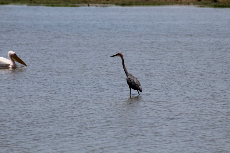 Un héron goliath adulte se tenant immobile dans une eau peu profonde, avec sa tête et son cou châtain, sa poitrine striée de noir et blanc, et son long bec noir massif.