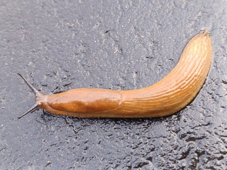 A large, shell-less land slug with a plump, rounded body in brick-red, orange, or brown, with darker tentacles and a smooth, keel-less back, roughly 60 to 140 millimeters long when fully extended.