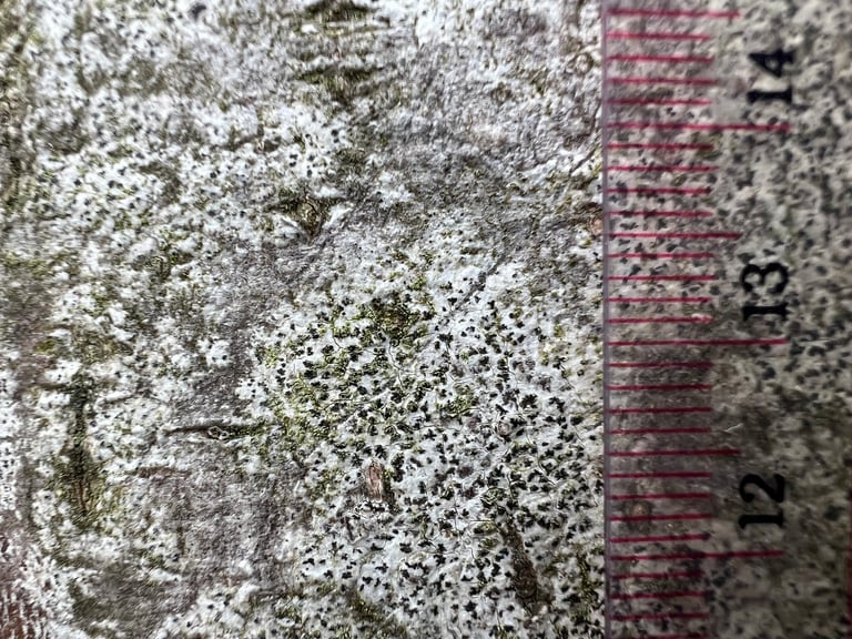 A pale grey-white crustose lichen forming a thin patch on smooth tree bark, dotted with small black, star-shaped to rounded fruiting bodies.