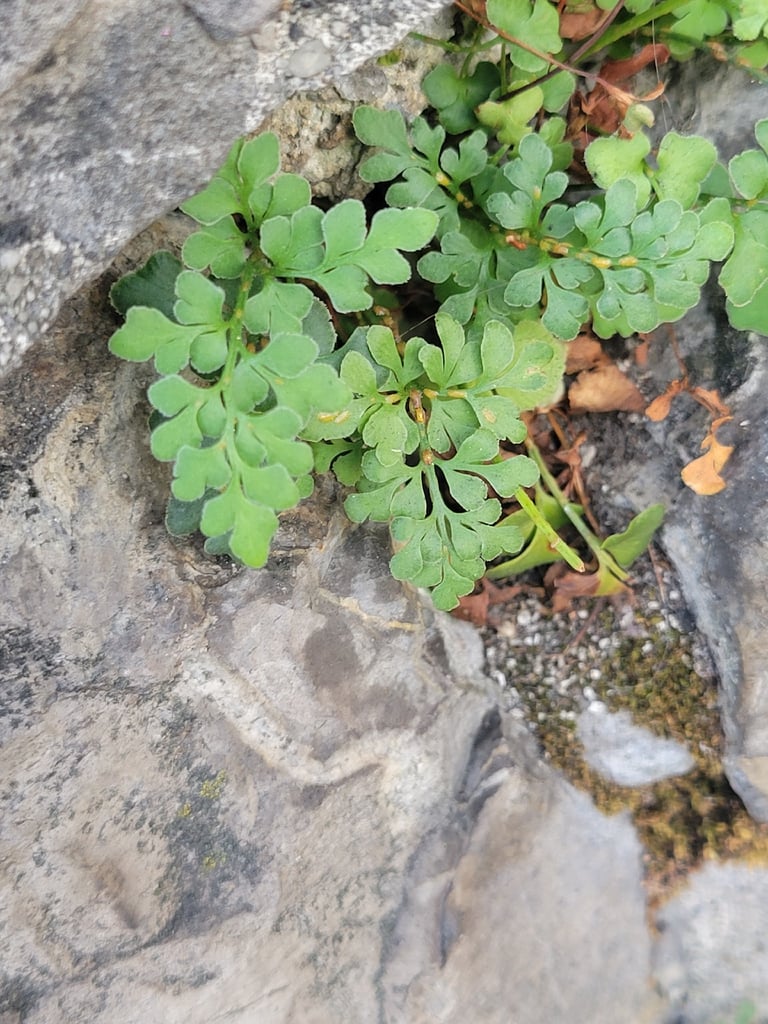 A small fern with bluish-green, finely divided fronds growing from cracks in a limestone rock or wall