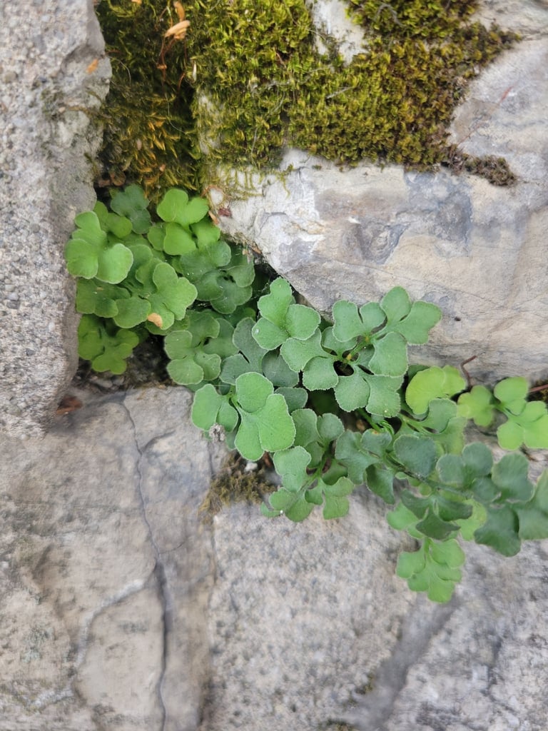 A small fern with bluish-green, finely divided fronds growing from cracks in a limestone rock or wall