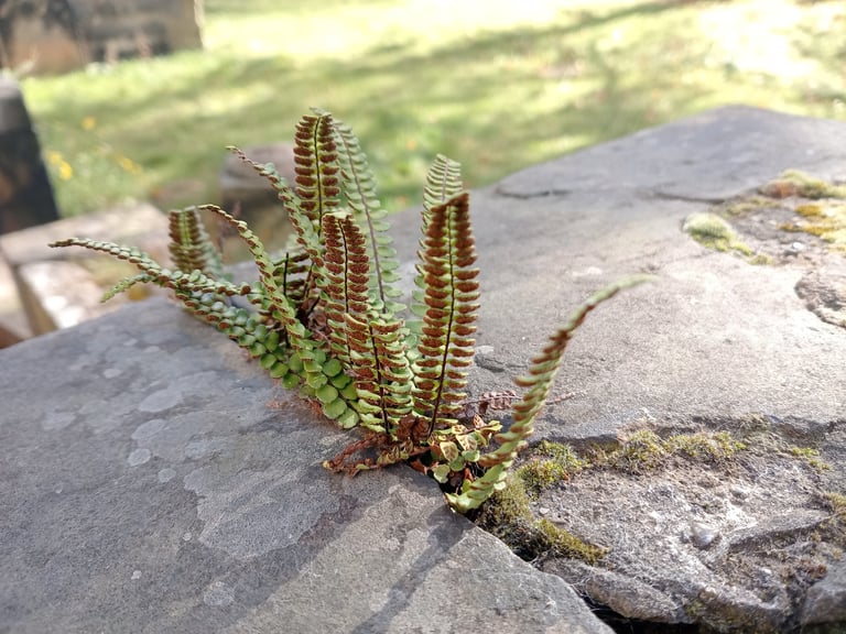 A small tufted fern with narrow, dark-stemmed fronds bearing rows of rounded yellow-green leaflets, growing from a crevice in rock.