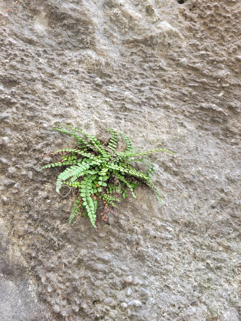 A small tufted fern with narrow, dark-stemmed fronds bearing rows of rounded yellow-green leaflets, growing from a crevice in rock.