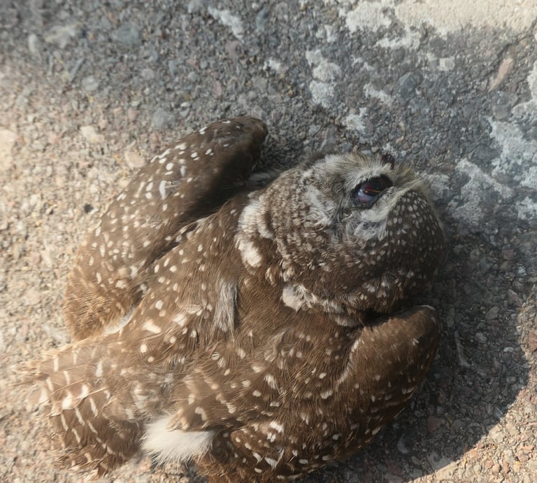 Petit hibou brun tacheté de blanc, au disque facial pâle, aux yeux jaunes et au collier blanc