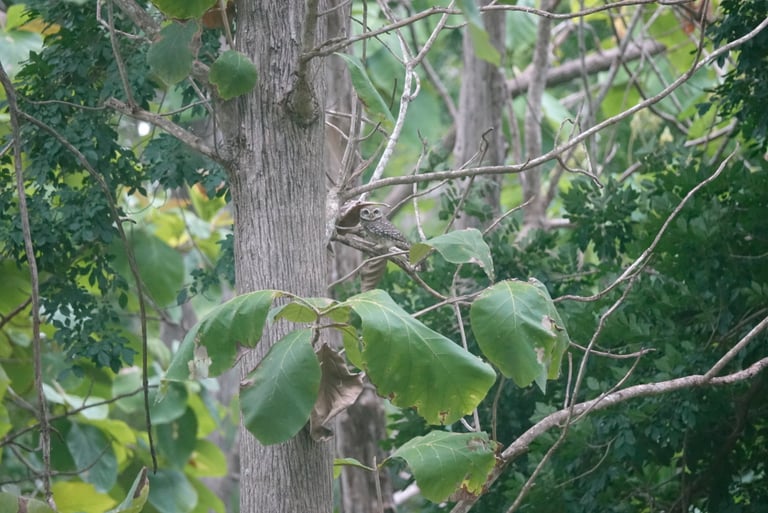 Petit hibou brun tacheté de blanc, au disque facial pâle, aux yeux jaunes et au collier blanc
