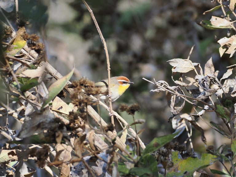 Un piccolo uccello con corona e mascherine rossicce, lunga striscia superciliare bianca, gola e petto gialli e dorso olivastro-grigio